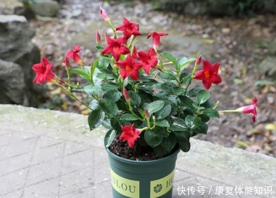 一种小花太神奇,一对叶子6朵花,养一棵开一片,室内室外都能养!