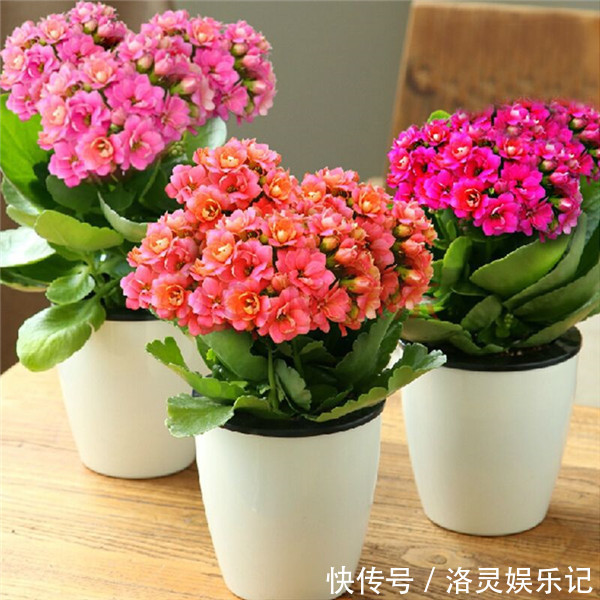 家里老人这么说，霜降养这3种有格调的“旺财花”，寓意财源滚滚!