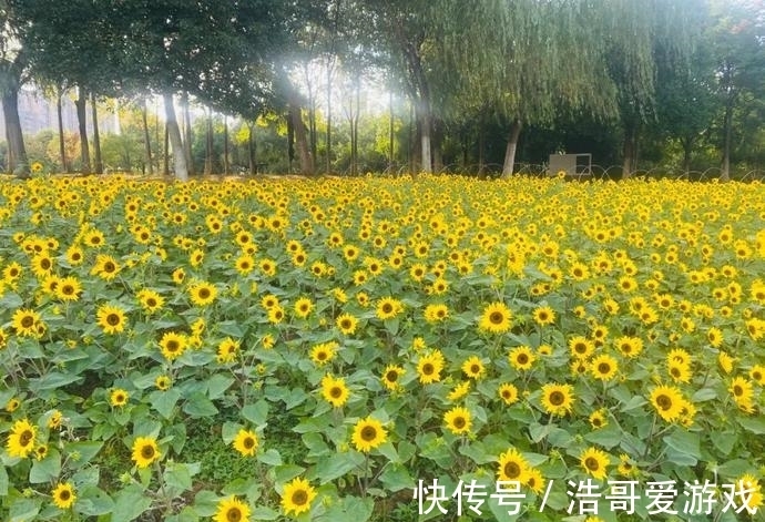 粉黛|惊艳！花海金灿无垠、粉黛如梦如幻，蜀山秋日美景“上新”