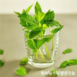 野草|晚上睡觉经常失眠怎么办摘几片路边的这种野草，能提高睡眠治疗