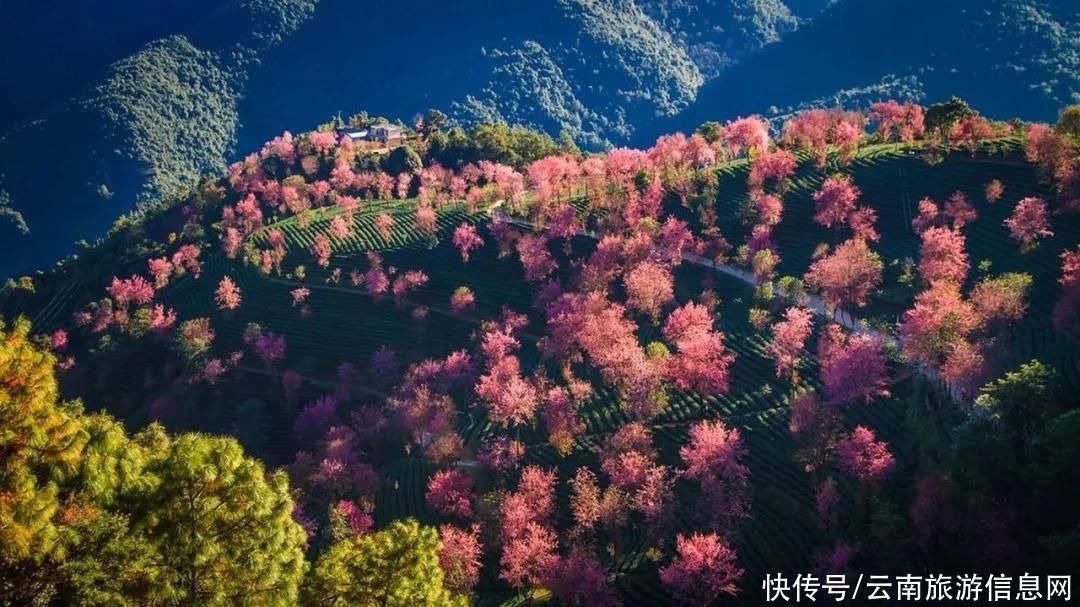 樱花|无量山2000亩的樱花开了，等你来