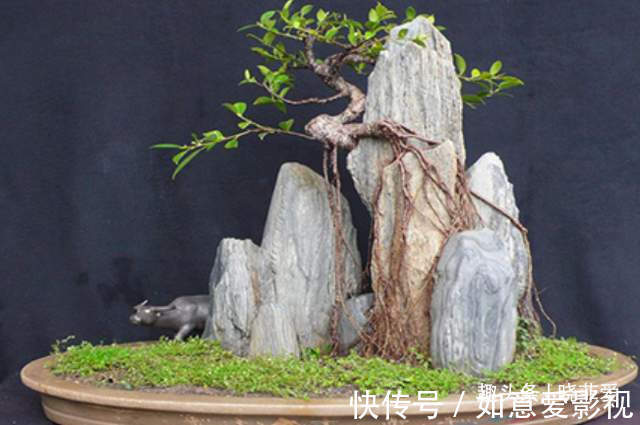 阳台再小,也能养3种树,小盆就能养,个个都是“传家宝”