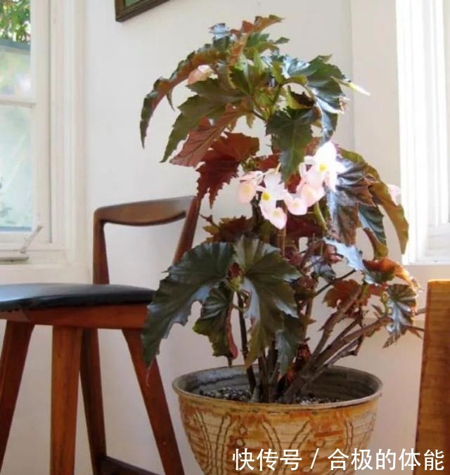 13种最佳的室内盆栽花卉,给一点点光照就可以开花了!