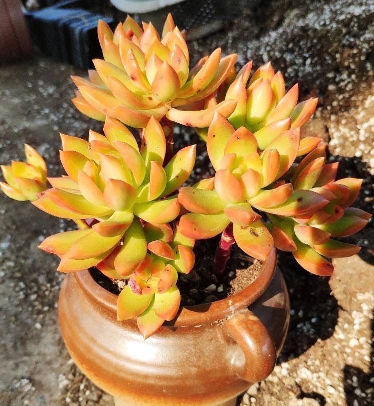 黄丽|让黄丽矮矮壮壮,颜色呈橘黄色,别忘这“两步”,变更美了