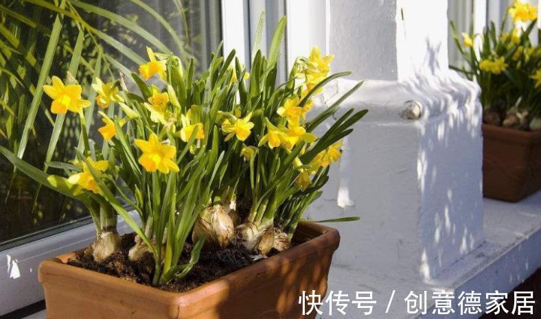 木炭|木炭养花小知识:消菌杀毒、明确目的和用法,一步都不能少