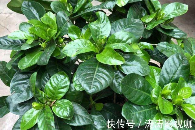 溶液|药片过期不知道该怎么处理养花就用上它们,可一举两得