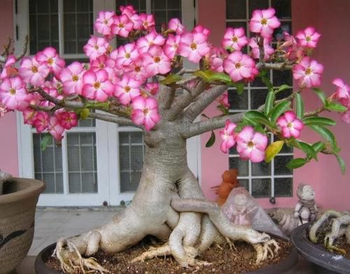 去朋友家玩，看见阳台一种花，太美了，给大家晒晒