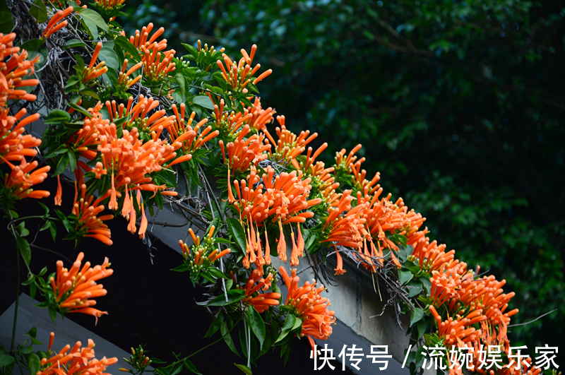 炮仗|家养炮仗花,花开“放鞭炮”,能开180天,喜庆漂亮成“花墙”