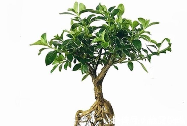 盆景|八种盆栽称为天然盆景,越养越美,越养价值越高、寿命几十年!