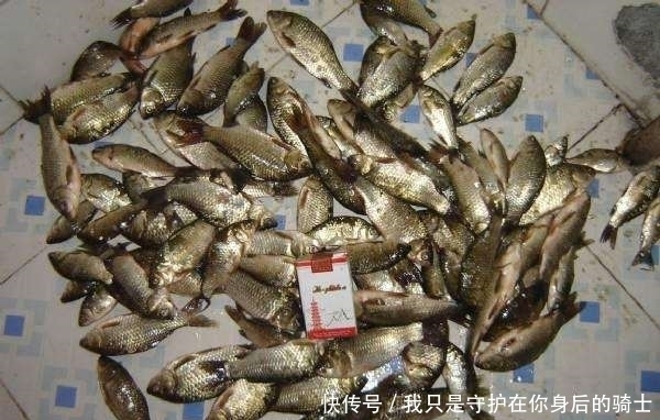 饵料|发现无人野塘，用了这个饵料，意外钓获十七斤大鲫鱼