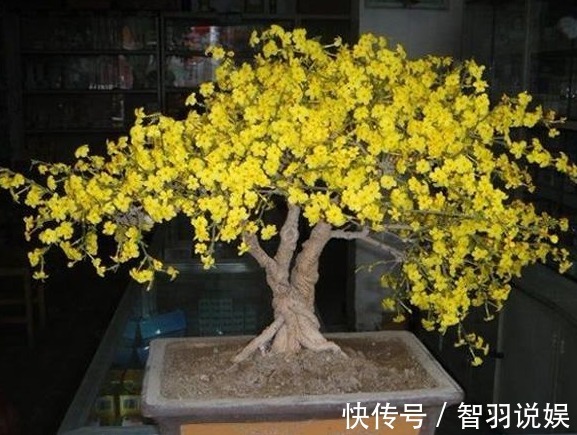 客厅养花,不如养几盆“金色的花”,既好看,又显得“高大上”