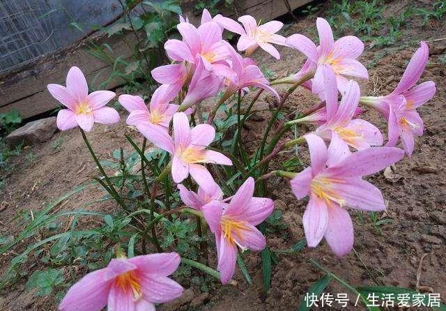 这些花特别懒,越懒养越好,根不烂叶不黄,养养就爆盆