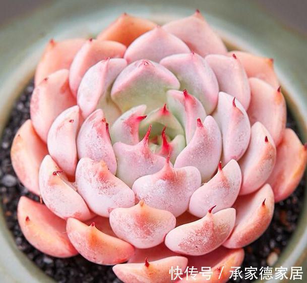 9个美到无法形容的粉色多肉品种,不多养几盆都觉得亏