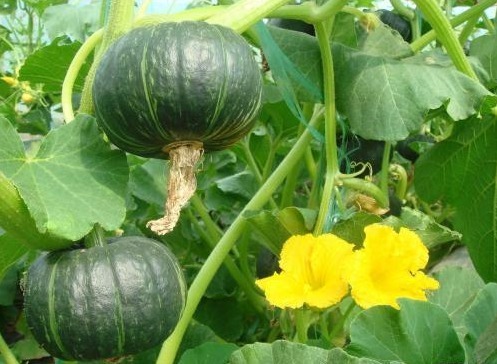 分解酶|吃南瓜好处多多,但是南瓜不能和两种食物同食,告诉身边的人