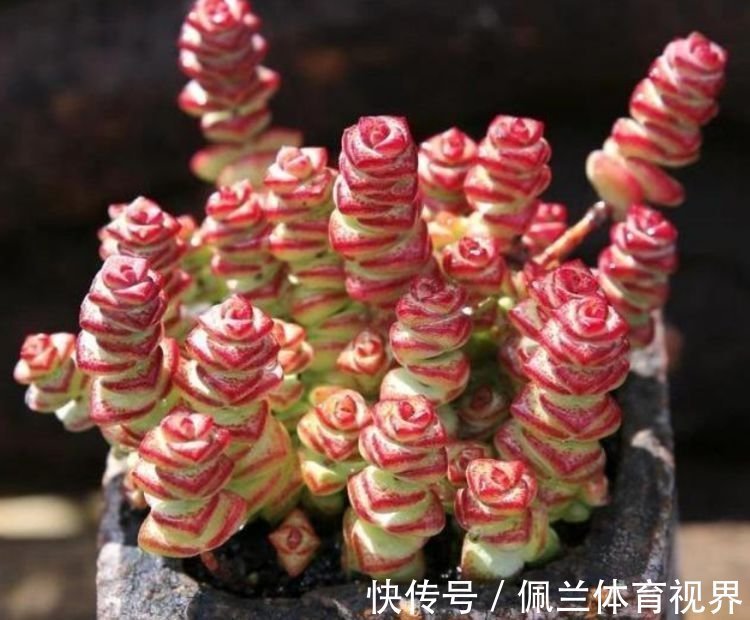 家里就养3种花,高端大气又旺财,2021年鸿运当头,福运迎门!