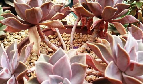 多肉叶子打卷发蔫，别扔掉，这样一抢救，马上恢复精神