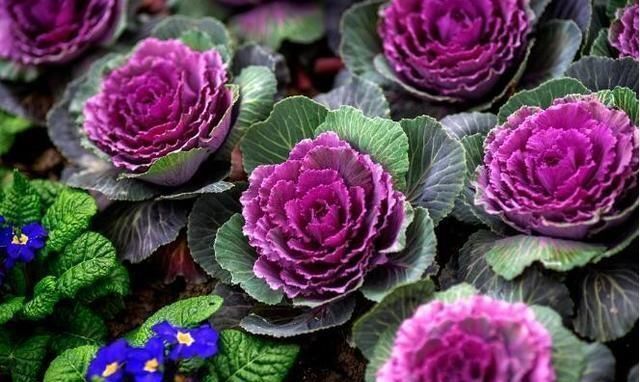 爆花|5种“耐寒花”，趁着秋天种一盆，爆花3个月，冬天不寂寞