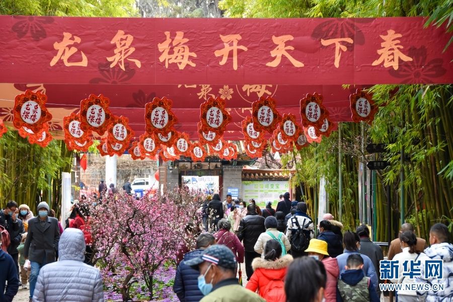 龙泉|昆明：龙泉探梅 山茶迎春