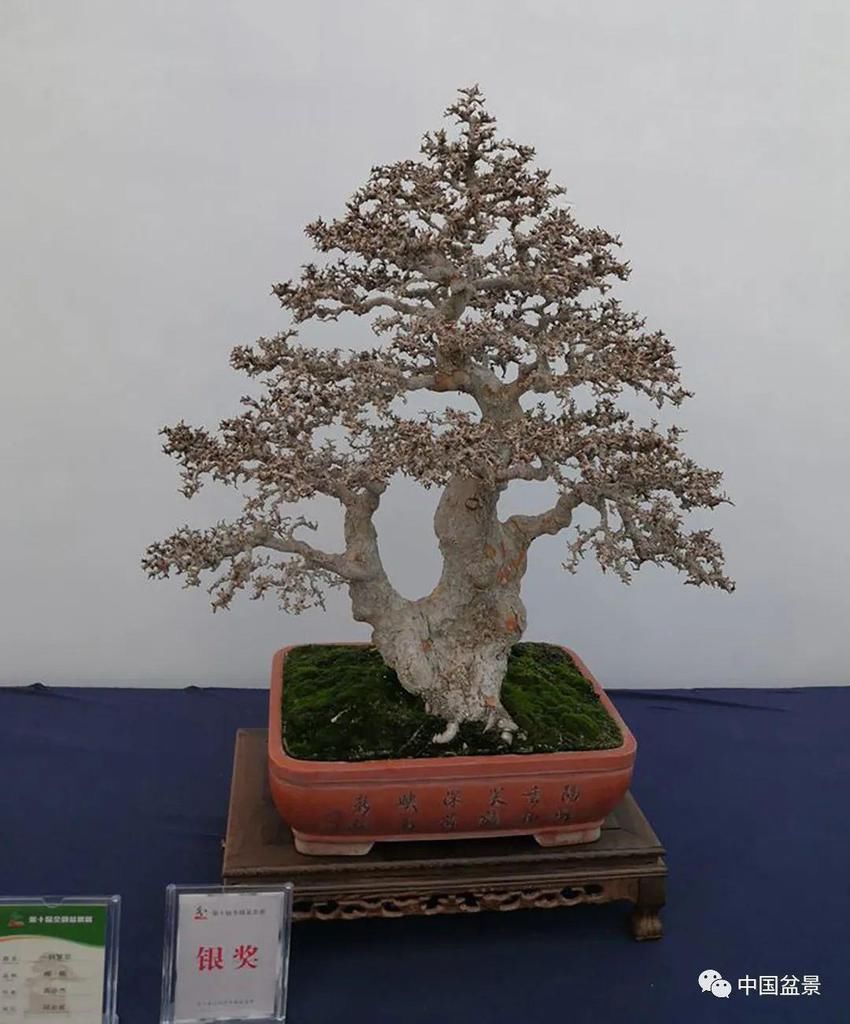  制作|盆景制作中的气、势、神、韵如何表现！静态和动态相结合是精髓