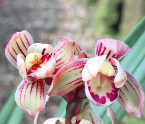  鲜艳|此兰花色“鲜艳至极”，芳香四溢，每年开花3次，是新手养兰首选