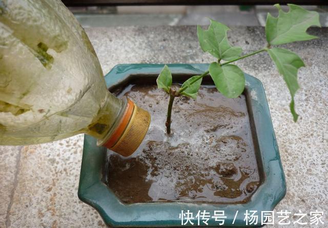 花卉|7月份以后,以下漂亮的花卉,扦插正当时,不仅环境合适生根还快