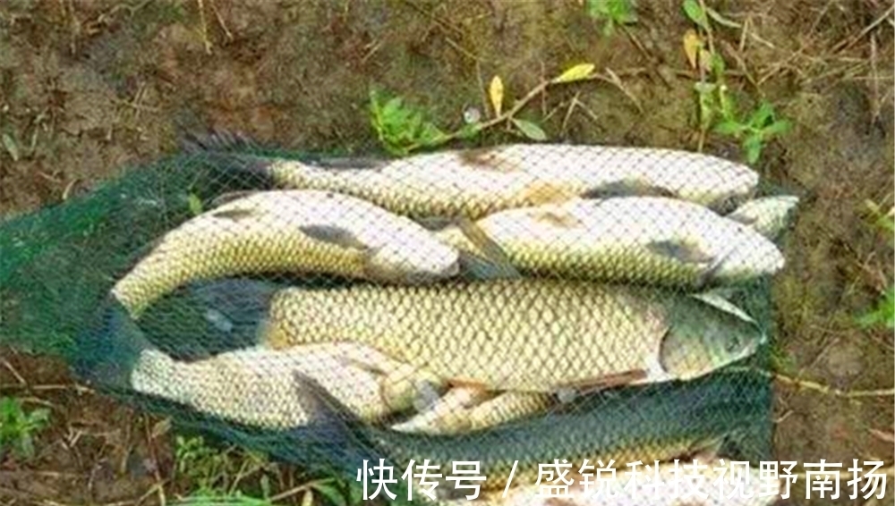 夏天|夏天刮风天气鱼好钓，钓下风还是钓上风？是看风力大小吗？