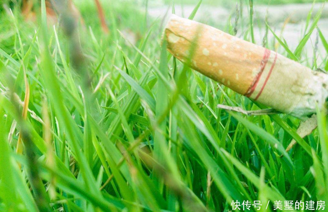 柑橘水溶液|盆栽爱招虫?用对方法,让盆栽跟虫虫说再见