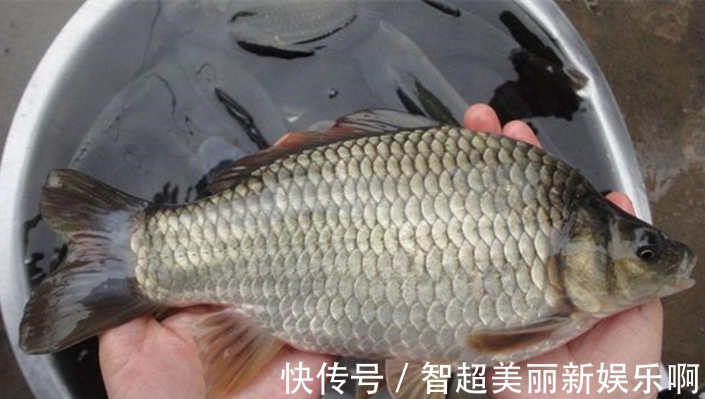 谷物类|野钓鲫鱼,用什么饵料最好?鲫鱼的品种不同,喜欢的食物也不同!