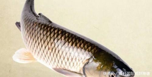 哪几种|“四大家鱼”指的是哪几种鱼为什么鲤鱼上不了榜!