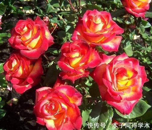 想要月季花开花多?其实很简单,做好2件事,长笋芽冒新枝!