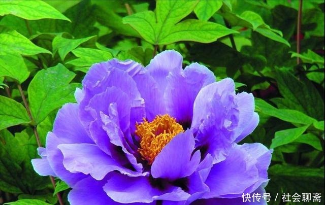 此花属于中国十大名花,曾作为中国的国花,被尊誉为“花王”