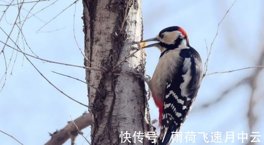 啄木鸟|画到一半画不下去灵魂画手索性放飞自我，萌萌啄木鸟变兄贵