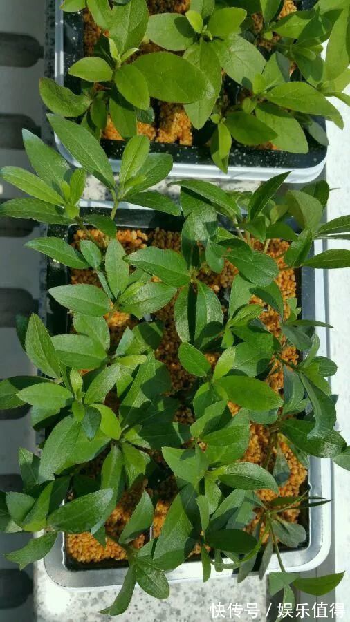 扦插|学会这种扦插法,2周生根,插什么活什么,太简单了!