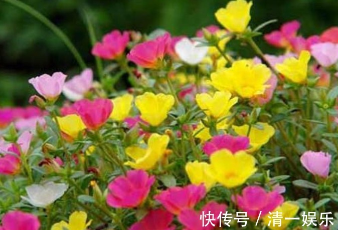 3种花是“开花小能手”，花开爆盆美如花，枝头窜满花苞，美