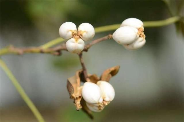  深冬|深冬乌桕似梅花：前村乌桕树，疑是早梅花