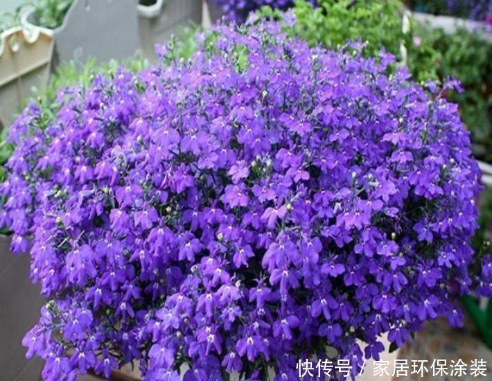 4种富贵花，添福添贵添好运，好养又漂亮，一开就是300多天