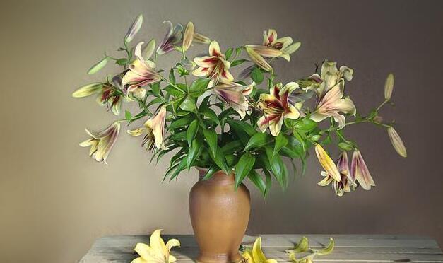 家里养上这些花,“花旺人不旺”,还是早点搬到室外养,安全