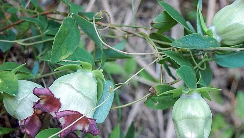 它叫“參”卻不是人參，長(zhǎng)在路邊過去常忽視，目前3元一兩