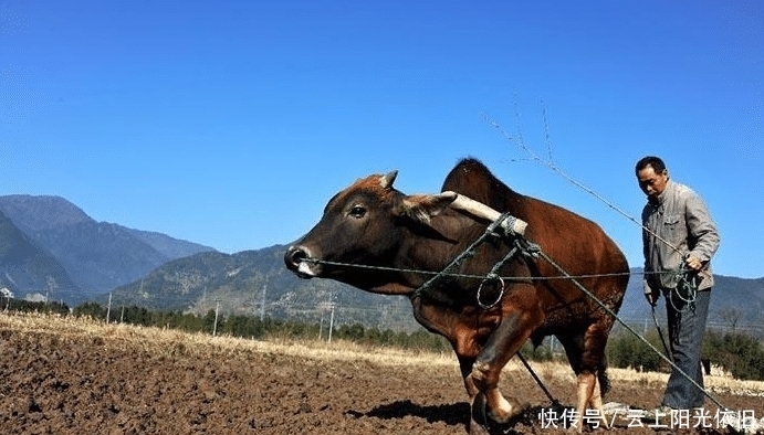 农村俗语“牛年无春，饿断人筋”啥意思？明年收成如何？看完懂了