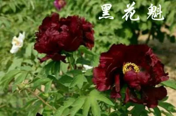 喜欢牡丹花，却一不小心买到芍药！附牡丹花品种图鉴大全