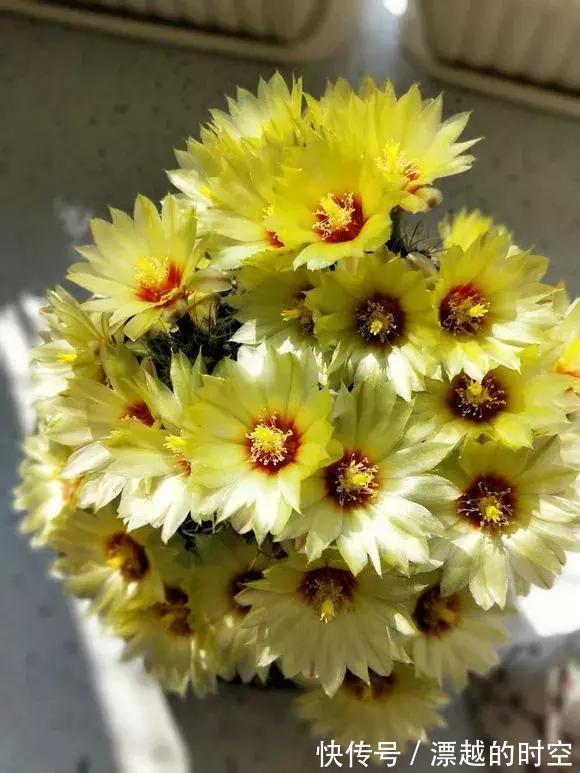 3种仙人球,就像“开花机器”,一开上百朵,个个了不起!