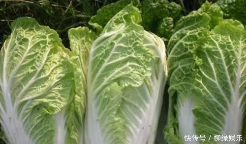 蒲公英|每天晚上坚持吃3种食物,营养丰富、延缓衰老,好吃又不贵!