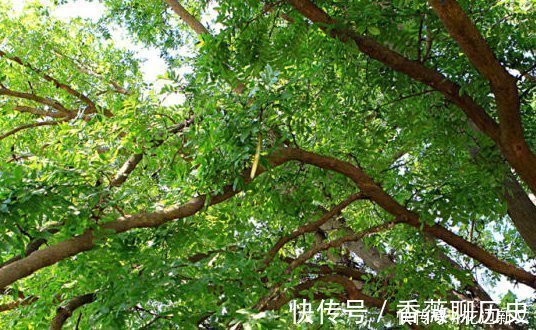 健康|这个树农村遍地都是，浑身都是宝，用它洗头又干净又健康