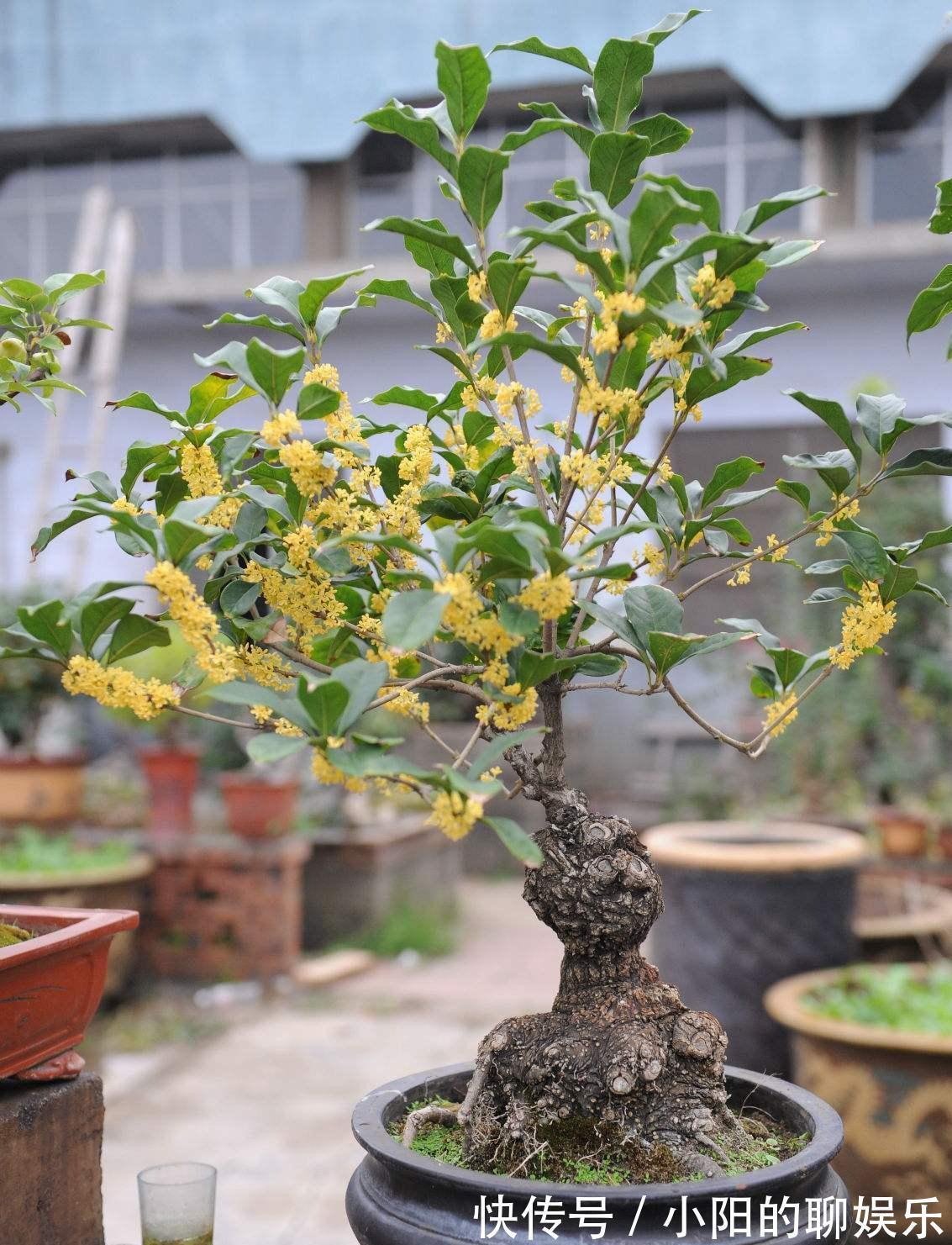 “寿命长”的11种花，好养寓意好，越养越值钱