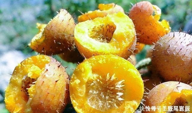 采摘|果实长满了小刺,却香甜如蜜糖,现在正逢采摘季节,别错过