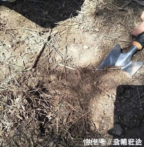 土壤|养花土里掺点它,碱性变酸性,花卉叶子呼呼长!