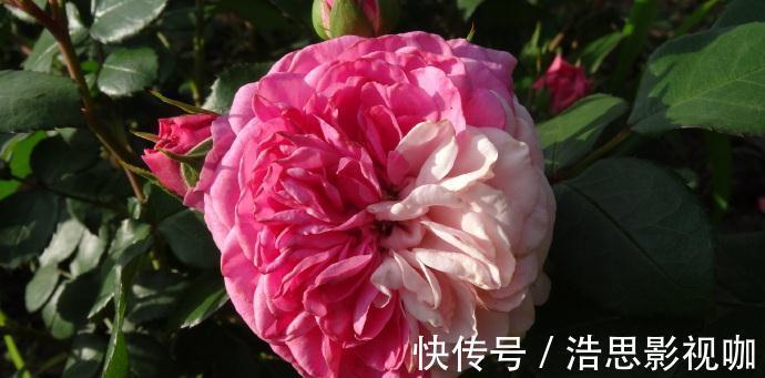 玫瑰|喜欢菊花，不如养盆“精品玫瑰”伯爵夫人，古典优雅，美不胜收！