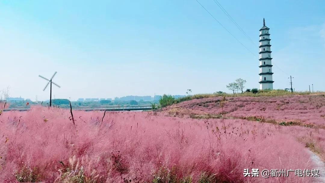 乱子草|季节限定！“粉色大海”粉黛乱子草上线！