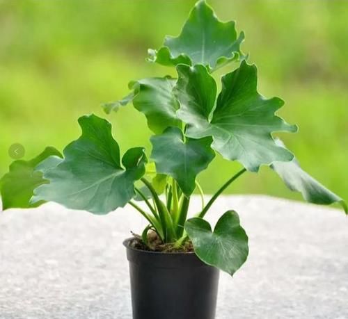 四种“气质花”，客厅养一盆，格调迅速提升，人人夸你眼光好