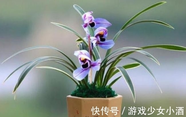 花色独一无二的“紫月荷”,梦幻奇特,花香四溢,新手花迷也能养